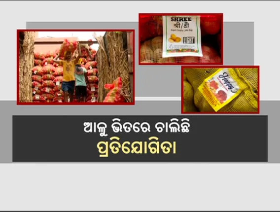 ଓଡିଶା ବଜାରରେ, ପ୍ରତିଯୋଗିତା ଚାଲିଛି ୟୁପି-ପଶ୍ଚିମବଙ୍ଗ ଆଳୁ ଭିତରେ... ୟୁପି ତୁଳନାରେ ଲୋକଙ୍କ ପସନ୍ଦ ପଶ୍ଚିମବଙ୍ଗ ଆଳୁ ।
