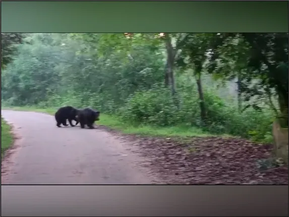 କୋରାପୁଟ ବୋରିଗୁମ୍ମା ବ୍ଲକରେ ଭାଲୁ ଆତଙ୍କ । ରାସ୍ତାରେ ଜଗିଛି ଭାଲୁ, ଭୟରେ ସ୍କୁଲ ଯାଇପାରୁ ନାହାନ୍ତି ଛାତ୍ରଛାତ୍ରୀ ।