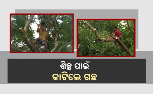 ଶିଳ୍ପ ପାଇଁ କାଟିଲେ ଗଛ: ଭୁଲିଗଲେ ନିଜ ଦାୟିତ୍ୱ