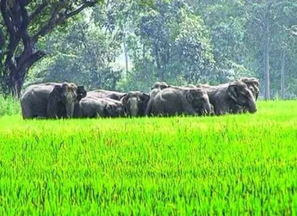 ହାତୀ ଦଳିଦେଉଛି ସୁନାର ଫସଲ ; ଧାନବିଲରେ ପଶିଛନ୍ତି ୧୮ ଟିକିଆ ହାତୀପଲ୍ଲ, ଚିନ୍ତାରେ ଚାଷୀ