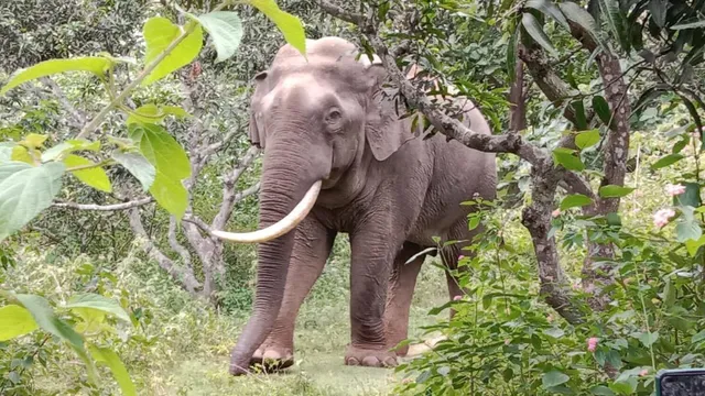 ହାତୀ ଘଉଡ଼ାଇବା ହେଲା କାଳ; ଦନ୍ତା ଆକ୍ରମଣରେ ଗଲା  ଯୁବକଙ୍କ ଜୀବନ
