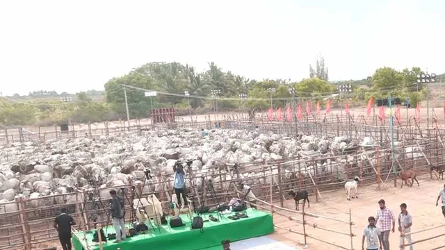 mdu-ntk-cattle