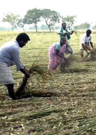 farmers