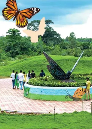 butterfly