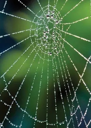 /idhalgal/eniya-utayam/what-spiders-said-ov-vijayan-tamil-sura