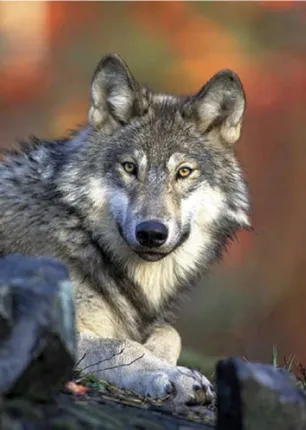 /idhalgal/eniya-utayam/how-do-wolves-teach-their-cubs-leo-tolstoy-tamil-sura