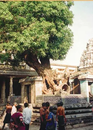 /idhalgal/om/ancestral-curse-prevents-blessing-clan-deity-s-kalaivani