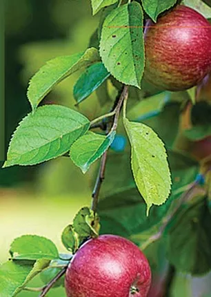 /idhalgal/eniya-utayam/apple-tree-leo-tolstoy-tamil-sura