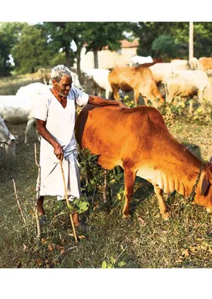 /idhalgal/eniya-utayam/woe-herdsmanship-herding-u-salet