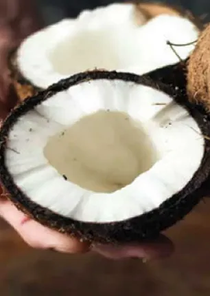 /idhalgal/balajothidam/benefits-broken-coconut-manimozhi-sabhatarishi-nadi-astrologer