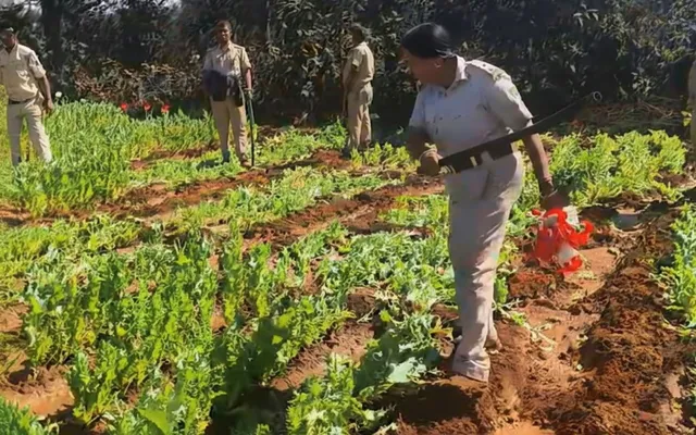 Illegal poppy plantations worth Rs 30 lakh destroyed in Odisha's...