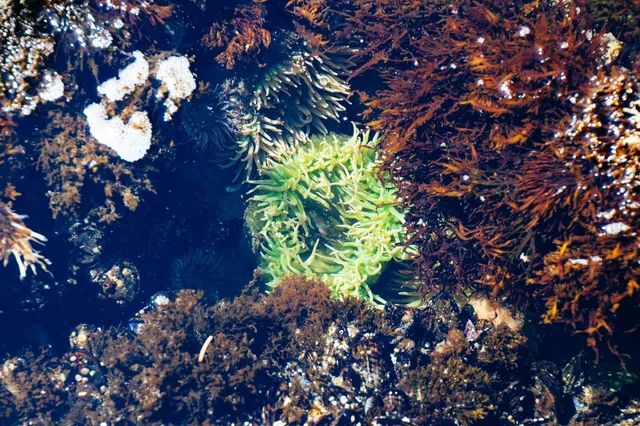 Seaweed in ocean