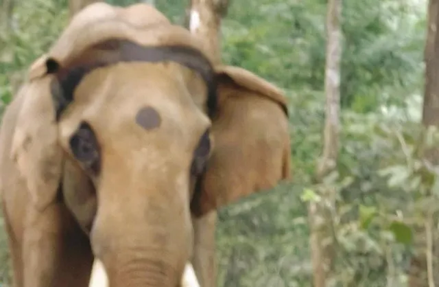 mahendra elephant