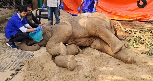 elephant death