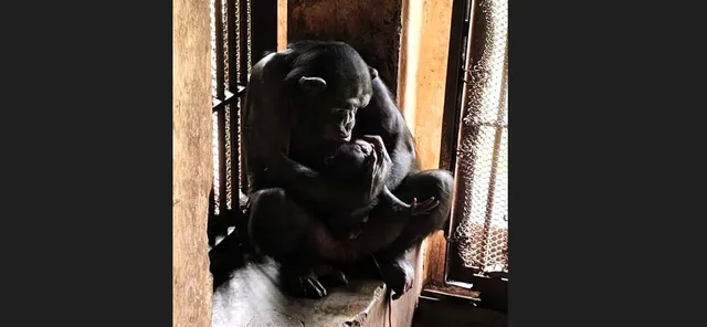 CHIMP at nandankanan