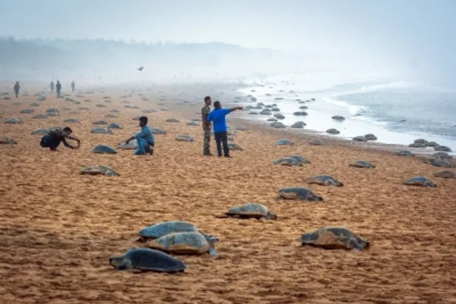 Olive Ridley pic 