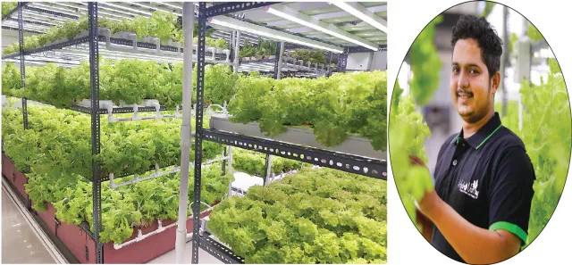 Odisha youth does a 'green' miracle by farming without soil, sunlight