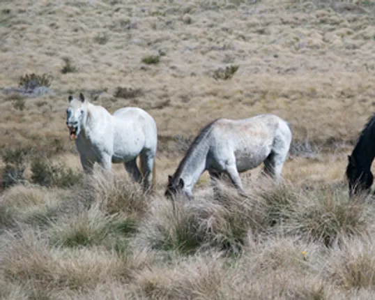wild horses story pic