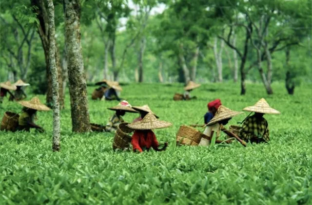tea garden