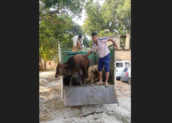 cattle smuggling