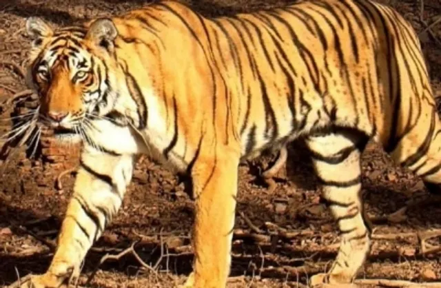 Bandhavgarh