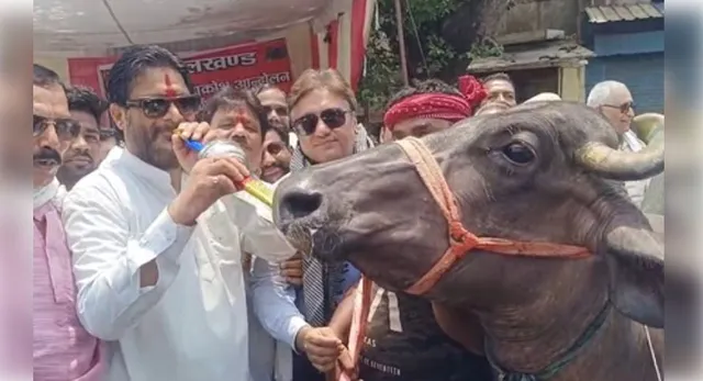 buffalo protest against power cut