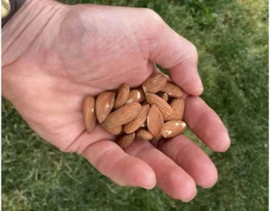 almond
