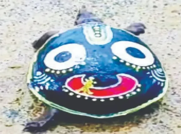 jagannath turtle