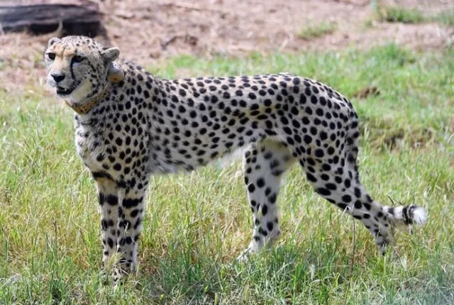 Namibian cheetah