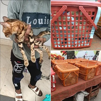 persian cats recover