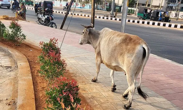 cow bhubaneswar