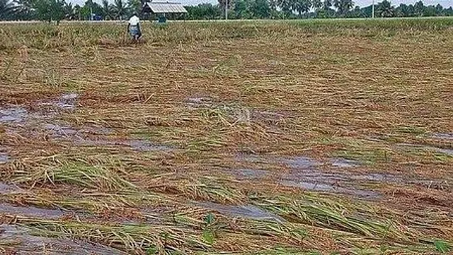 crop damage due to rain