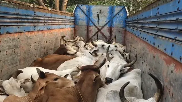 cattle rescue