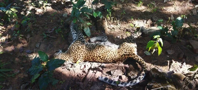 Leopard death