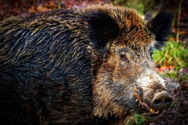 wild boar