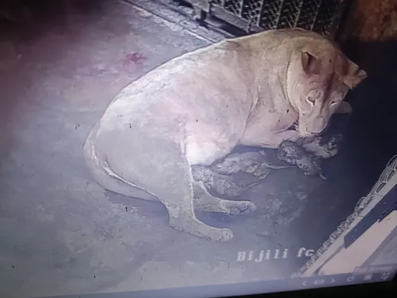 Lioness Bijli and its cubs