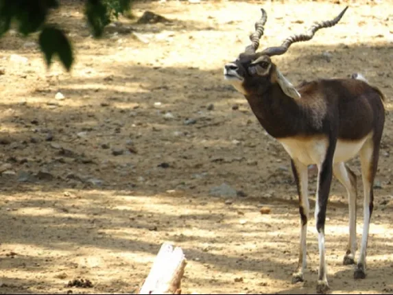 Blackbuck at Nandankanan