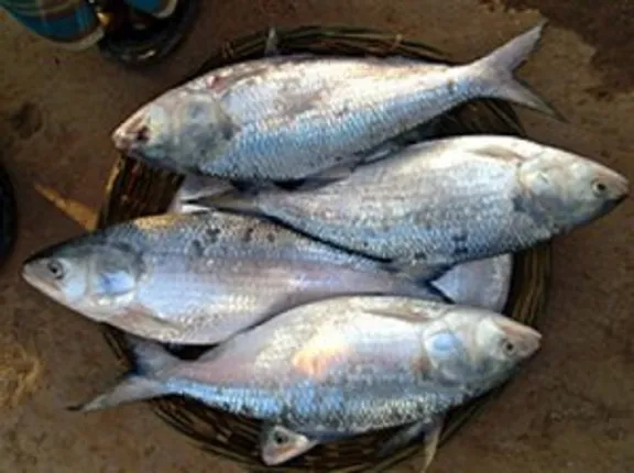Is Hilsa fish on its way out ?