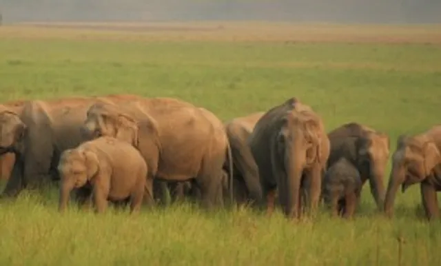 Man trampled to death by wild elephants 