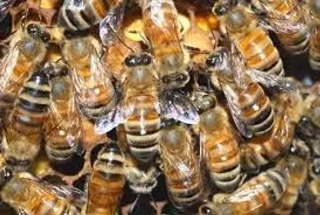 Octogenarian killed in bee attack