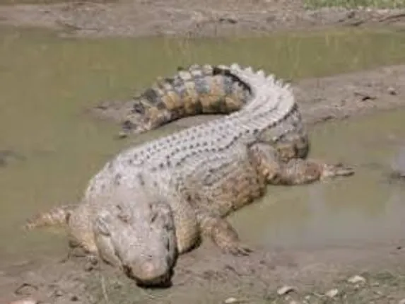 Estuarine crocodile killed