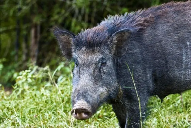 Angry villagers set forest range office on fire after wild boar kills woman 