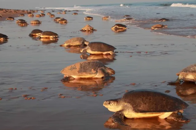7 month ban on fishing to protect Olive Ridley sea turtles 