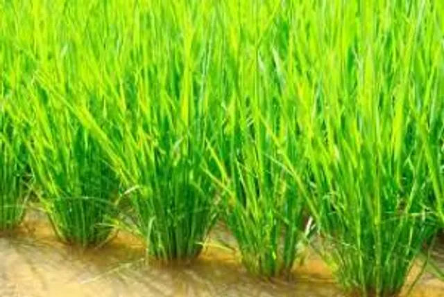 Boon for Odisha farmers: CRRI develops drought, flood resistant rice varieties 