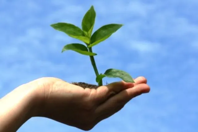 Wiser after cyclone, govt plans massive plantation 