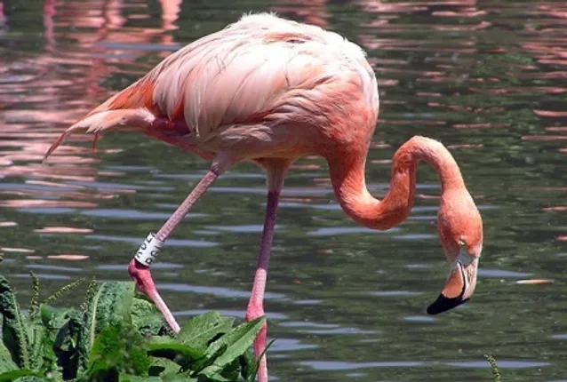 BNHS studying impact of cyclone on migratory birds