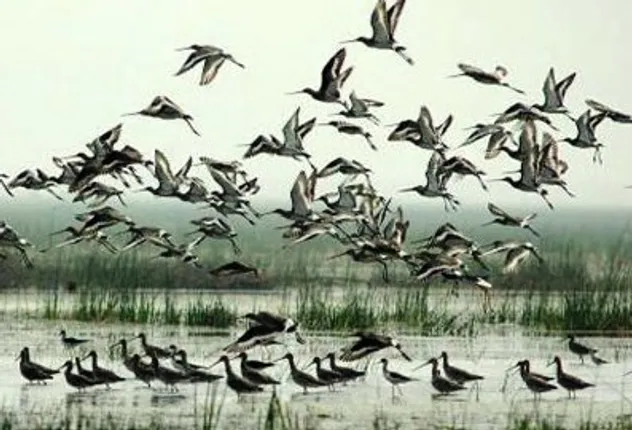 Three lakh birds arrive at Chilika Lagoon
