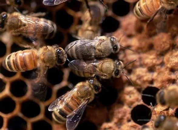 Decoded: How honeybees determine sex!