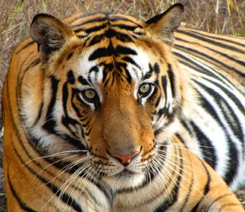 Captive Wild Tiger in Zoo Triggers Intense Debate