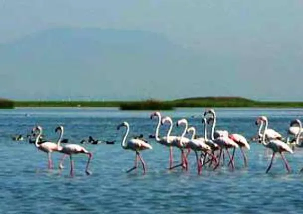 Enumeration of avian guests at Odisha’s Chilika, Anshupa